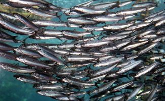 ممنوعیت صید فانوس ماهیان در هرمزگان از ۱۵ شهریور