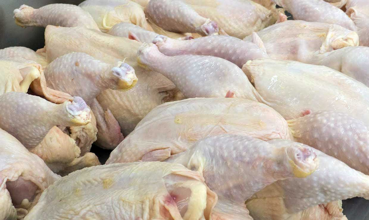 مرغ‌های صادراتی ایران، چند؟