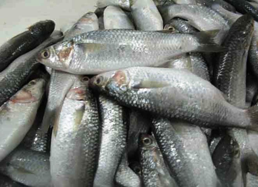 خرید ماهی از دستفروشان را فراموش کنید/اصرار به عرضه غیر بهداشتی با برخورد مواجه می شود
