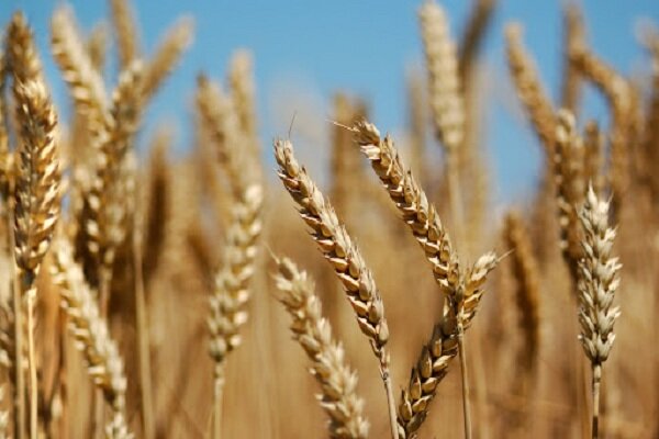 بیش از ۲۵ هزار تن گندم از کشاورزان هرمزگان خریداری شد