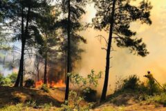 آتش‌سوزی به عنوان تهدید جدی در کمین مراتع و جنگل‌های هرمزگان است