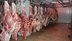 عامل توزیع گوشت‌های آلوده در بندرعباس دستگیر شد