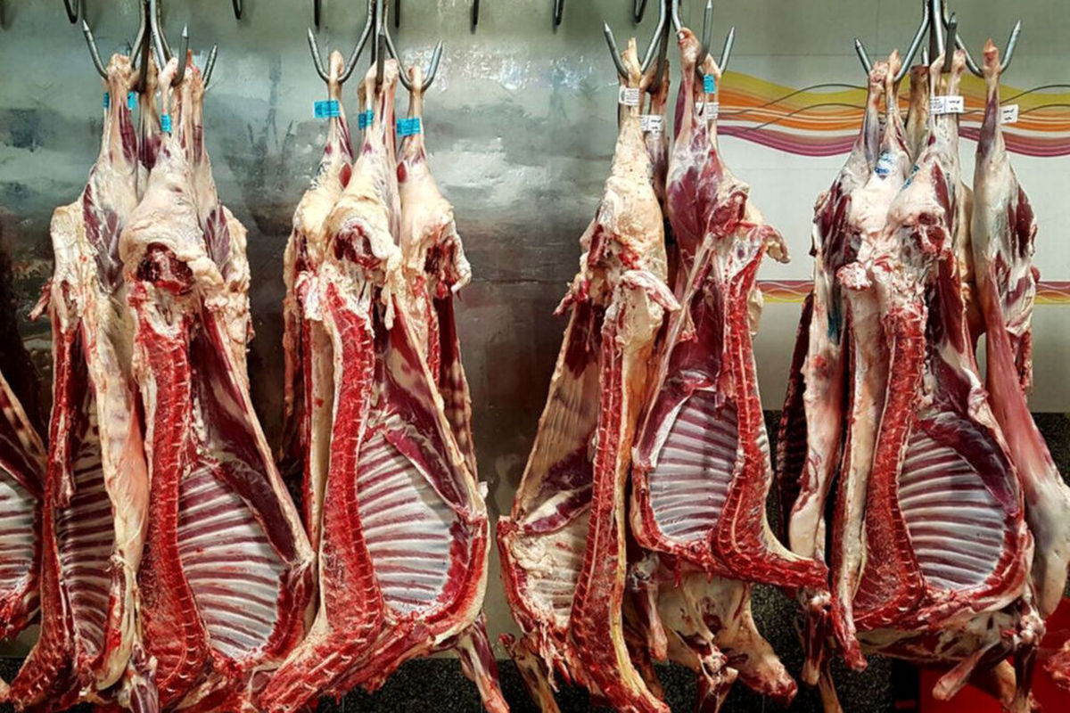 توزیع ۹۶ تن گوشت  قرمز گوساله گرم تنظیم بازاری در قزوین