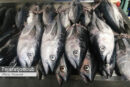 عرضه مستقیم ماهی در راستای تنظیم بازار در غرفه اتحادیه تعاونی‌های صیادی هرمزگان