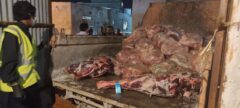 کشف ۹۲۹۰ کیلوگرم گوشت و مرغ غیربهداشتی در یک سردخانه در شهر درگهان