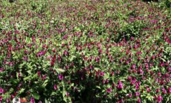 آغاز برداشت گل گاوزبان از سطح ۲۴ هکتار از مزارع قزوین