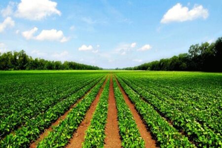 ۵۲ طرح کشاورزی در یزد آماده بهره برداری است