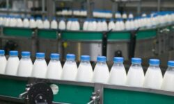 رشد ۴ درصدی تولید شیر در استان قزوین