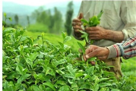 ۵۲ هزار و ۵۶۲ تن برگ سبز چای در کشور خریداری شد