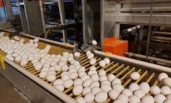 قزوین رتبه چهارم کشوری در تولید تخم مرغ دارد