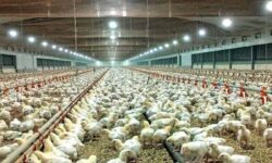 ۳۷ درصد رشد جوجه ریزی در واحدهای پرورش مرغ استان قزوین