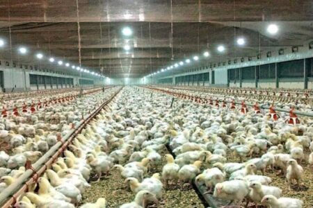 ۳۷ درصد رشد جوجه ریزی در واحدهای پرورش مرغ استان قزوین