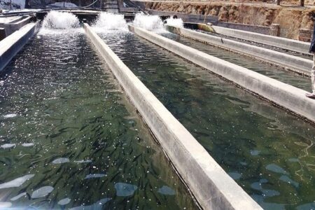 میلیون ها قطعه بچه ماهی در ۳۰ رودخانه مازندران رهاسازی می شود