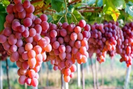 تولید بیش از ۲۳ هزار تن انواع میوه در ایلام