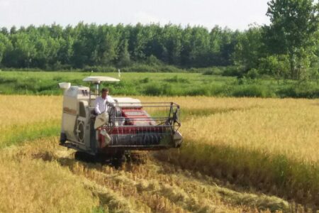 برداشت برنج به روش مدیریت تلفیقی در شالیزارهای بابل
