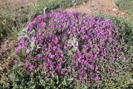 ممنوعیت برداشت «کتیرا» در منابع طبیعی کرمانشاه