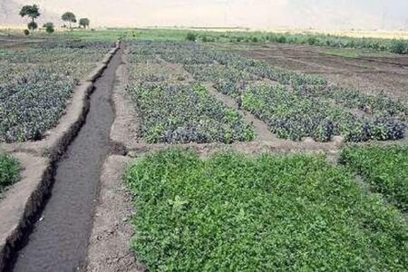 برداشت چهار هزار و ۲۰۰ تن سبزی و صیفی‌جات تابستانه در خرمشهر