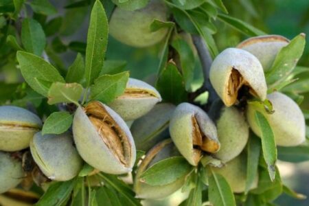 برداشت بادام از یک هزار و ۵۶۴ هکتار باغات بروجرد آغاز شد