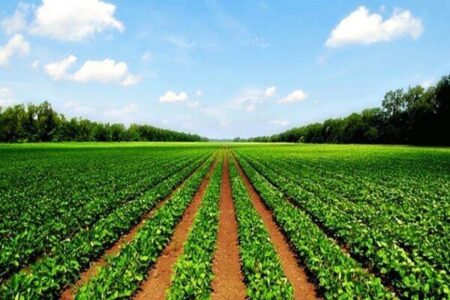 انجام فعالیت‌های اطلاع‌رسانی و تبلیغاتی لازمه موفقیت طرح سرشماری عمومی کشاورزی استان است