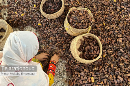 بیش از ۱.۹ میلیون تن خرما در کشور تولید می شود