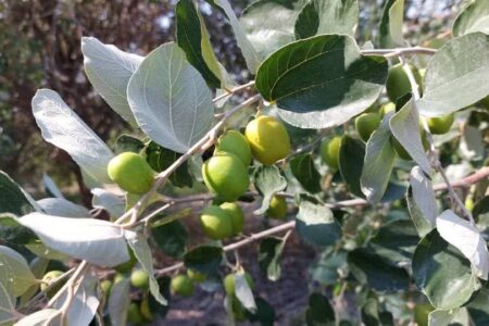 برداشت میوه کُنار از باغ‌های استان بوشهر آغاز شد