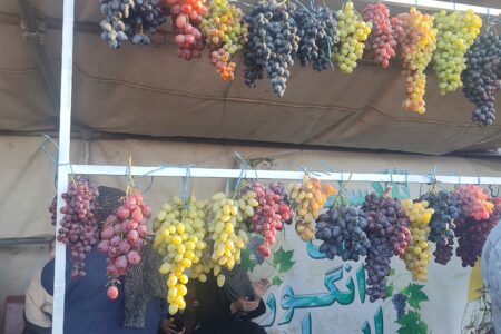 جشنواره انگور در تاکستان؛ روایت شیرینی از همدلی و زندگی