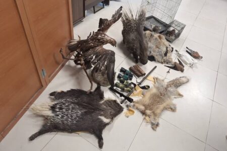 دستگیری بزرگ‌ترین شکارچی غیرمجاز حیات‌وحش در قزوین / کشف ده‌ها گونه جانوری در عملیات مشترک