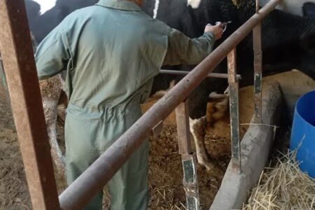 طرح مایه‌کوبی رایگان دام‌های روستایی علیه سویه جدید تب برفکی در آبیک آغاز شد