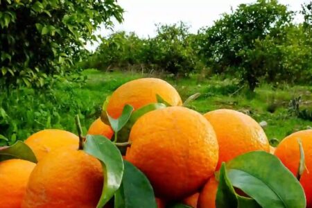 ۱۰۰ هزار تن مرکبات در گیلان برداشت شد
