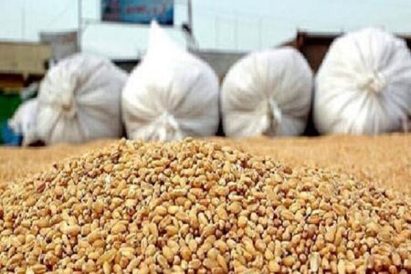 تأمین ۲۰۰۰ تن نهاده دامی جو برای حمایت از دامداران و مرغداران