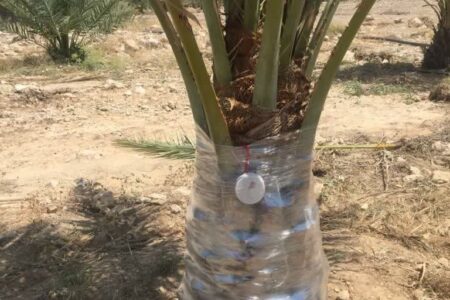 زنگ خطر آفت سرخرطومی حنایی خرما با آغاز فصل گرما در هرمزگان/ لزوم مشارکت فعال نخلداران در پایش و کنترل آفت