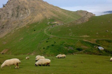 برآورد تولید ۹.۲ میلیون تن علوفه مرتعی/ پروانه‌های بهره‌برداری باید به‌روز شوند