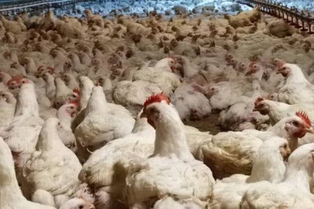 استمرار تولید گوشت مرغ در هرمزگان؛ مرغداران بستکی در ایام جنگ تحمیلی چرخه تولید را رها نکردند