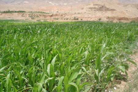 ۷ هزار هکتار علوفه پاییزه در گلستان کشت شد