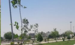 کاشت درختان بومی در بوستان بهشت مهرگان انجام شد