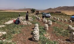 تحول در زنجیره ارزش و شفافیت سامانهای در دستور کار تعاون روستایی قرار گرفت