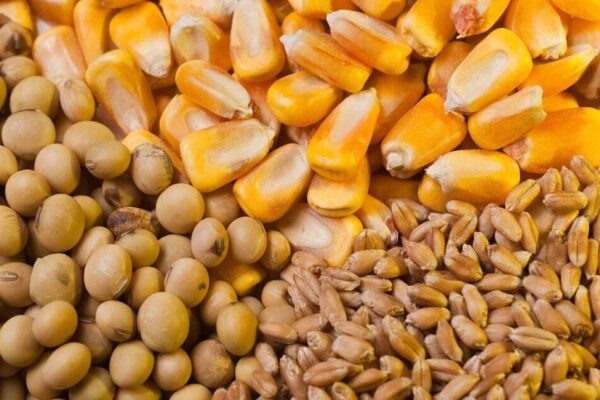 وضعیت مطلوب ذخایر کالاهای اساسی کشور/ نهادههای دامی تا پایان شهریورماه تامین است