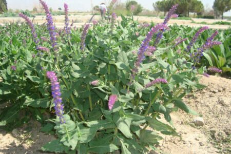 سطح زیر کشت گیاهان دارویی خراسان شمالی به حدود ۱۰ هزار هکتار رسید