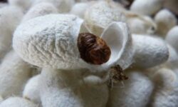 مددجویان کمیته امداد گیلان ۱۲۵ تن پیله ابریشم تولید کردند