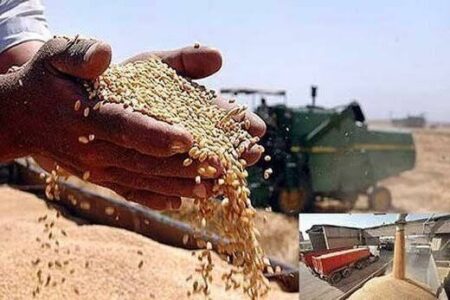 خرید تضمینی ۱۰۰ هزار میلیارد ریالی گندم از کشاورزان در استان مرکزی