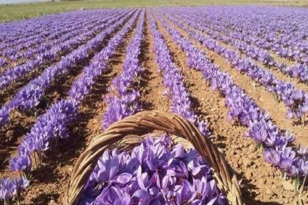 پیش‌بینی تولید ۳.۲ تن زعفران در آذربایجان‌شرقی